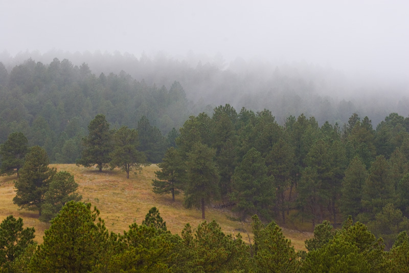 Mist Shrouded Pines